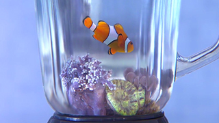 Indian company wants to kill Nemo and destroy the Great Barrier Reef